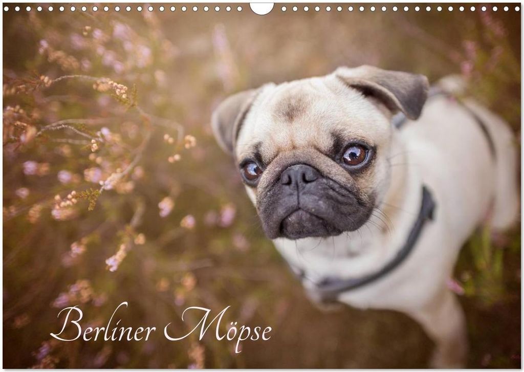 Berliner Möpse (Wandkalender 2026 DIN A3 quer), CALVENDO Monatskalender