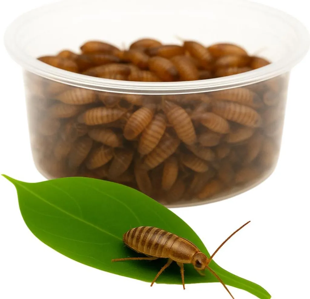 Ninfe di scarafaggio turco (1000 pezzi) - animali da cibo di alta qualità per rettili e ragni