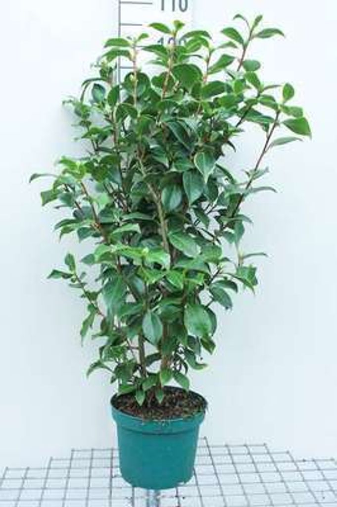 Camellia japonica wit-blanc - Camellia japonica weiß 60- 80 cm Container