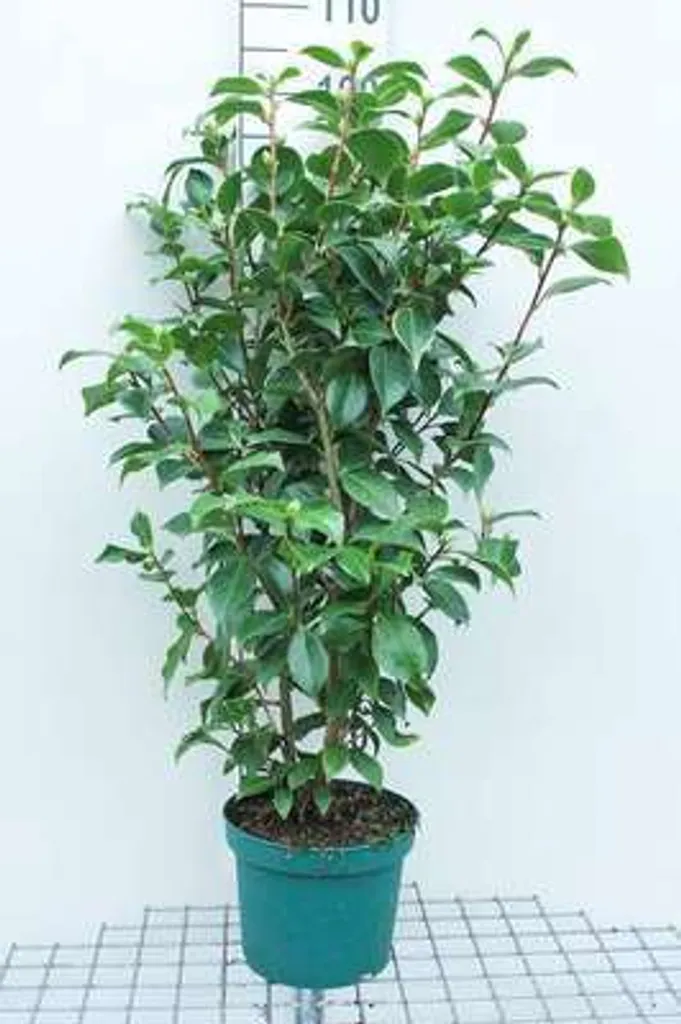 Camellia japonica blanc 60-80 cm - Arbuste résistant pour jardin d'hiver