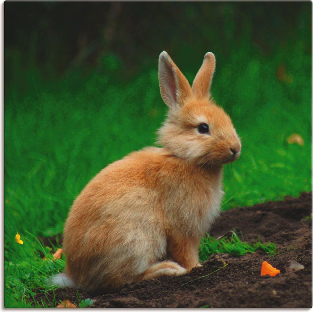 ARTland Leinwandbild Zwergkaninchen im Grünen Größe: 50x50 cm