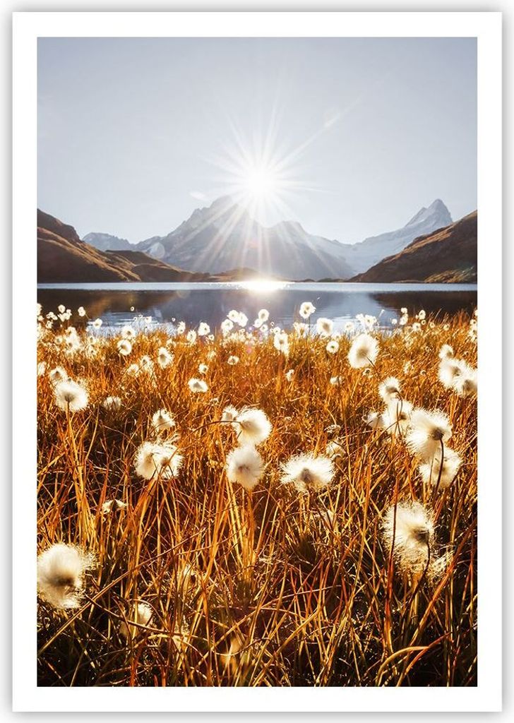 Poster - Poster ohne Rahmen - Löwenzahn Sonne Feld - 70x100 cm - Wand Bild - Wanddeko - Wandbilder - Kunstposter - Wandposter - Bilder - Kunstdruc...