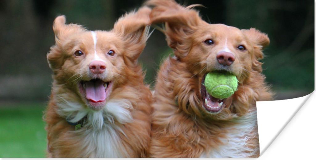 MuchoWow Poster Zwei Hunde spielen mit Ball 40x20 cm - Poster für die Wand - Poster Schlafzimmer