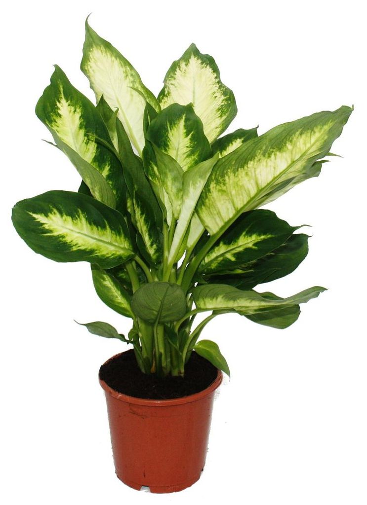 Exotenherz - Dieffenbachia "Camilla" - 1 pianta - pianta da Immagine del prodotto 