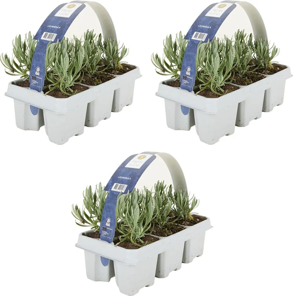 Lavande Blanche Parfumée en Lot de 3 Plantes Vivaces pour Jardin et Balcon
