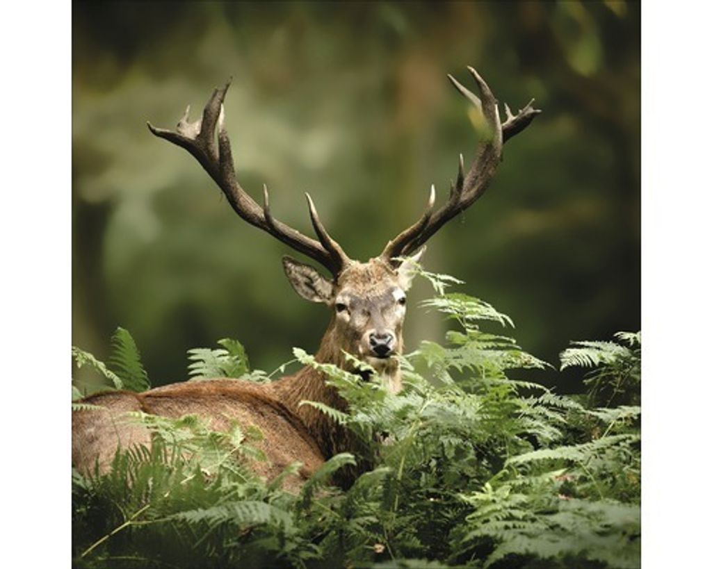 Glasbild Deer Between Plants 50x50 cm