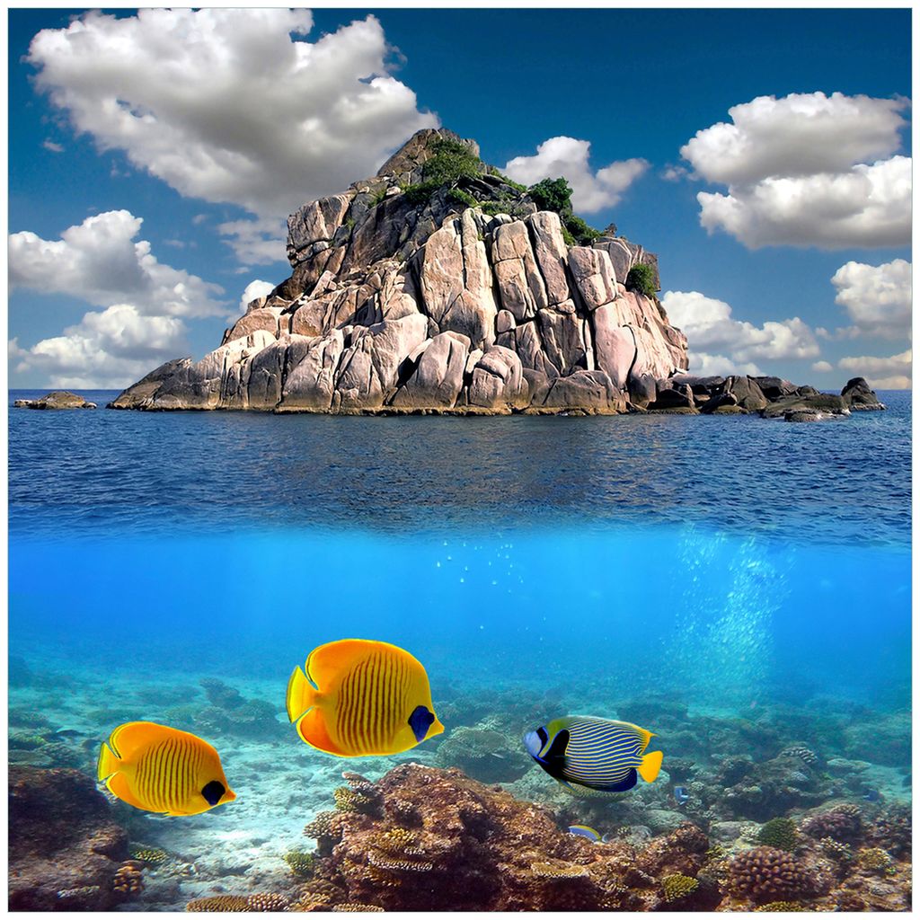 Wallario Möbeldesign - Glasplatte, Schutzplatte mit Motiv - geeignet für Ikea Lack Tisch, Größe: 55 x 55 cm, Motiv: Exotische Fische im Meer