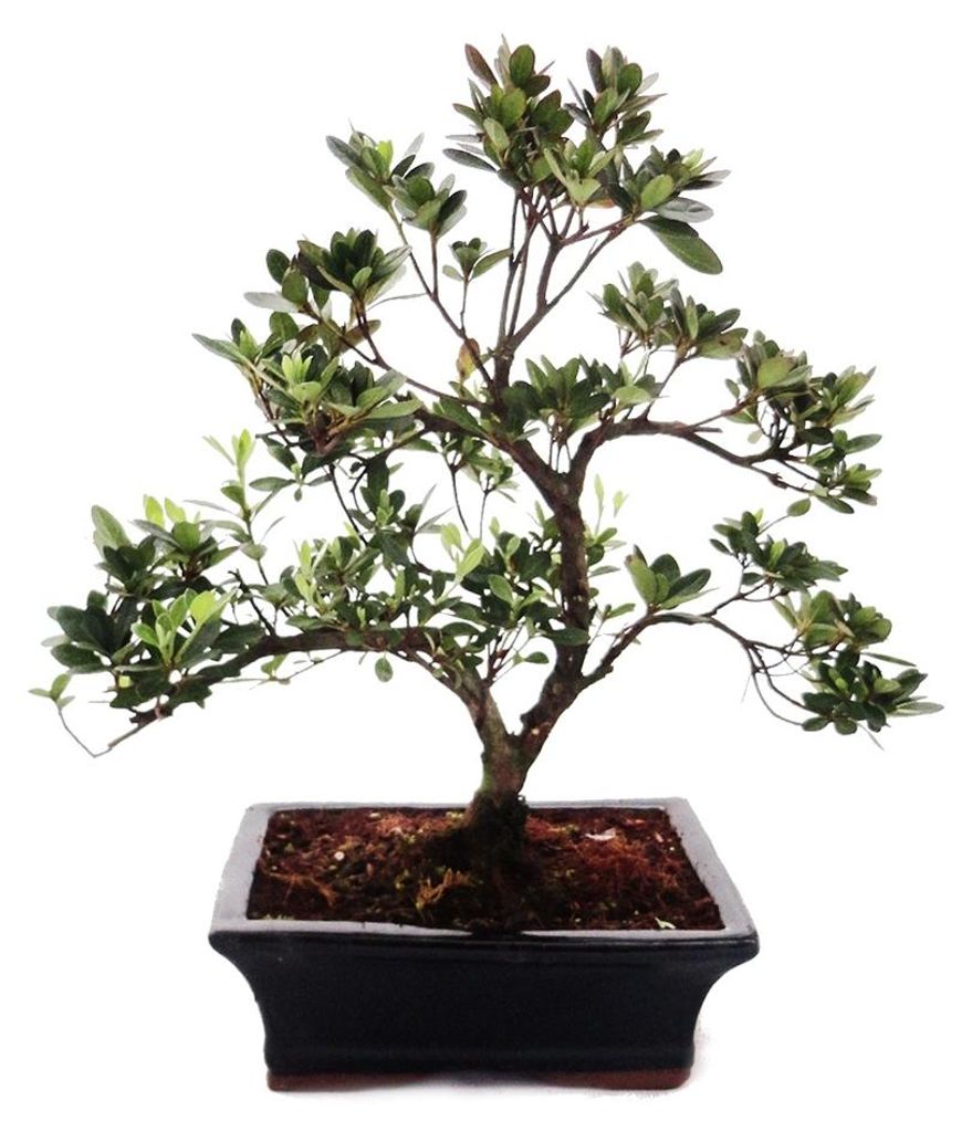 Venkovní bonsai Rhododendron simsii – azalka, 20 cm Obrázek produktu 