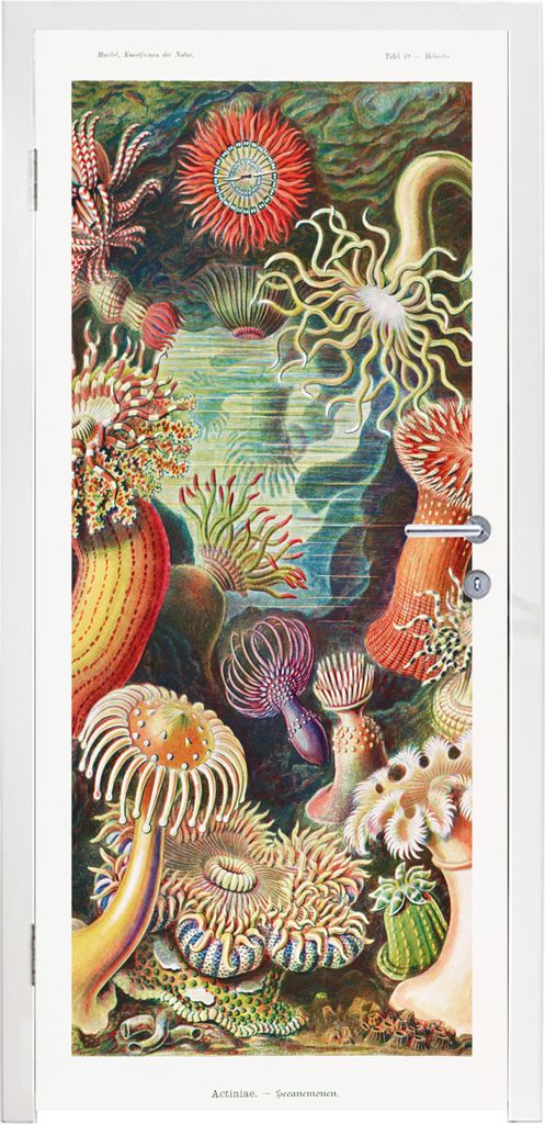 MuchoWow Türtapete Selbstklebende Türfolie Ernst Haeckel - Anemone - Retro - Natur - Pflanzen - Meer 85x205 cm Türposter Türaufkleber Klebefo...
