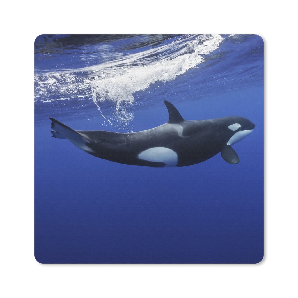 MuchoWow Mauspad Mousepad Orca im klaren Wasser 20x20 cm - Mousepads - Maus Mat - Pad - Mausunterlage - Desk Mat - Bureauartikeln
