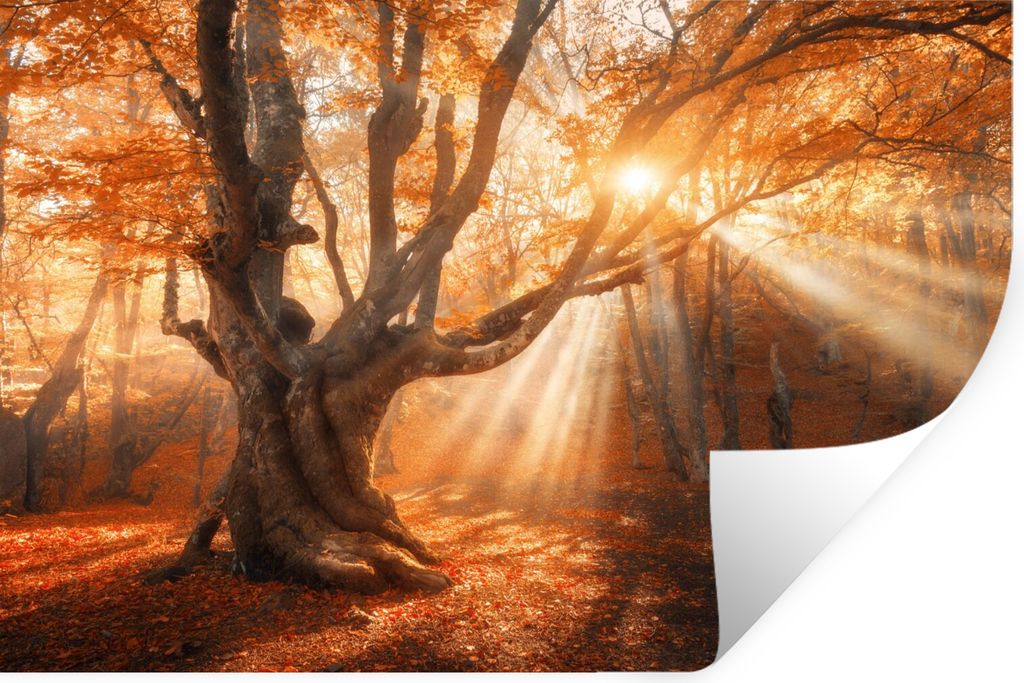 MuchoWow Wandtattoo Wandsticker Wandaufkleber Baum - Natur - Herbst 60x40 cm Selbstklebend und Repositionierbar - Wierderverwendbar - Selbstklebend