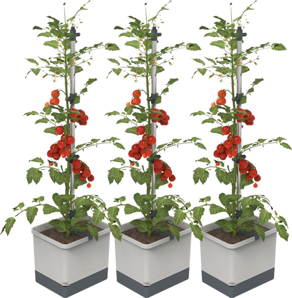 Gusta Garden TOM TOMATO 3er-Set, hellgrau