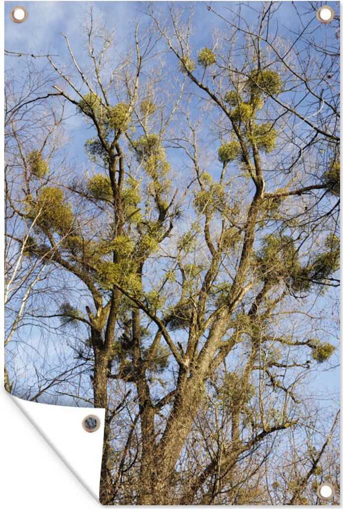 MuchoWow 80x120 cm Outdoor-Poster Gartendeko Sichtschutz Garten Poster für den Garten Eine riesige schießende Weide mit Ästen in der Luft