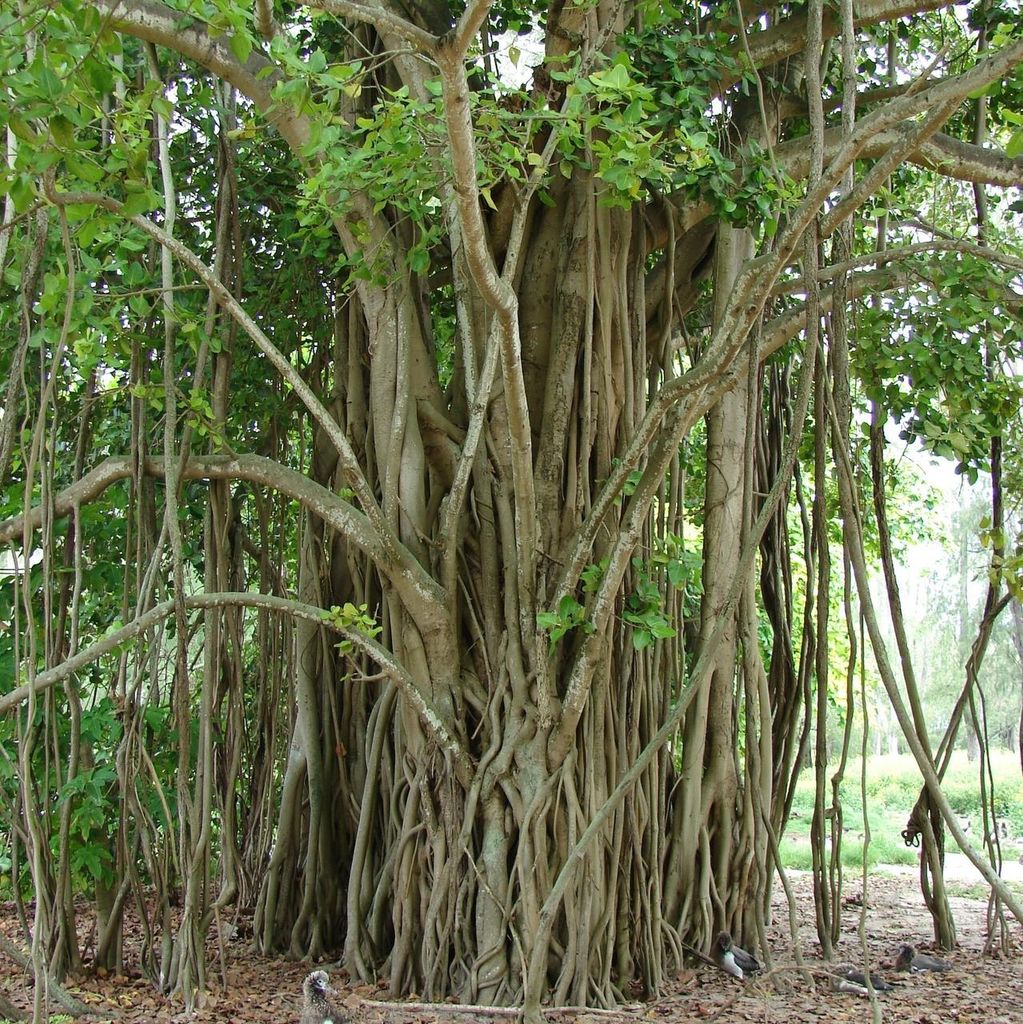 Würgerfeige (Ficus benghalensis)  - 1 Portion Samen Produktbild 