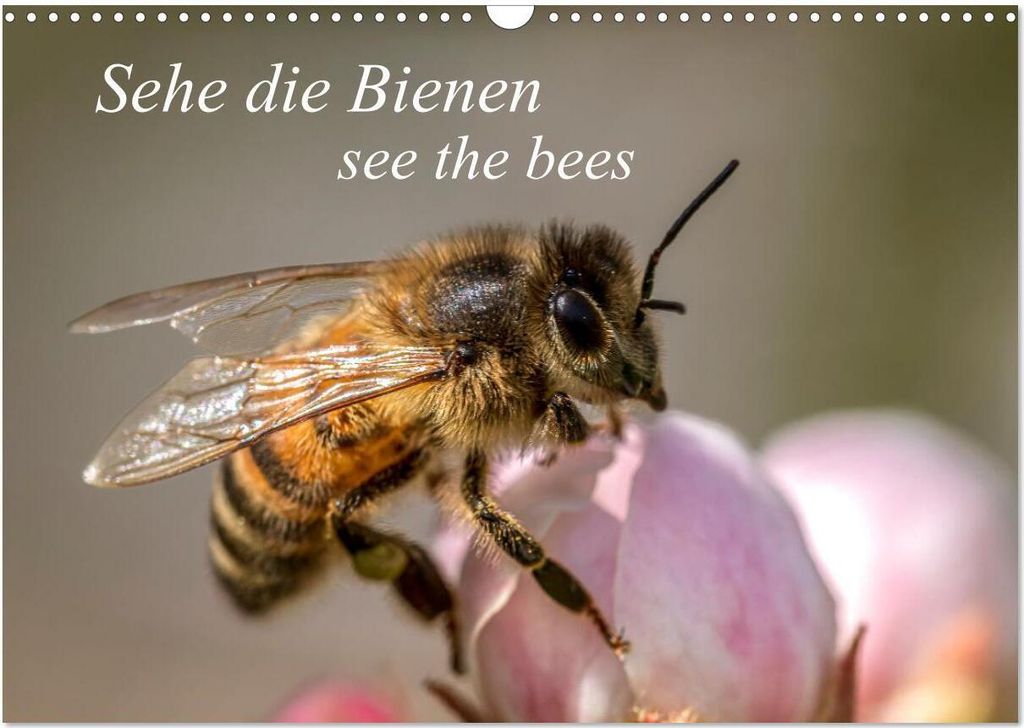 Sehe die Bienen (Wandkalender 2026 DIN A3 quer), CALVENDO Monatskalender