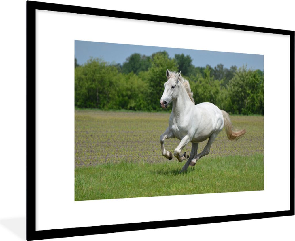 MuchoWow Gerahmtes Poster Pferde - Natur - Weiß 90x60 cm - Poster mit Schwarzem Bilderrahmen Wandposter Rahmen Foto Bilder - Wanddekoration - Fotos
