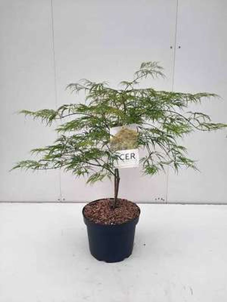 Acer palm. 'Dissectum' - Fächerahorn 60- 80 cm Container