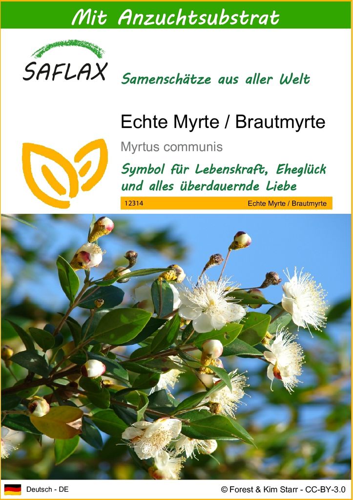 SAFLAX - Echte Myrte - Brautmyrte - 30 Samen - Mit keimfreiem Anzuchtsubstrat - Myrtus communis