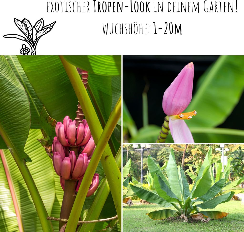Kenia Bananen Samen (Musa velutina) - Exotische rosa