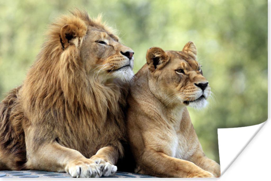 MuchoWow Poster Wildtiere - Natur - Liebe 60x40 cm - Schlafzimmerdekoration