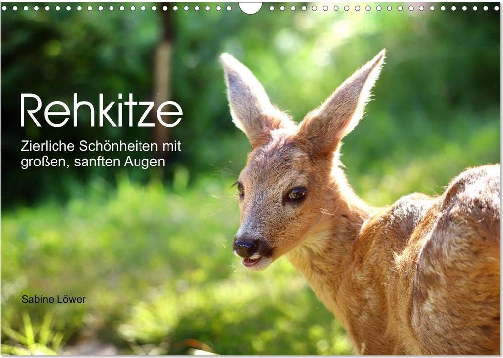 Rehkitze, zierliche Schönheiten mit großen, sanften Augen (Wandkalender 2026 DIN A3 quer), CALVENDO Monatskalender