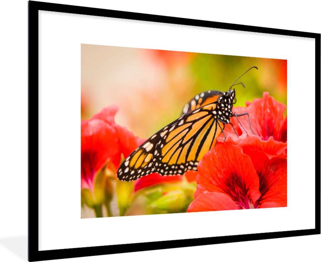MuchoWow Gerahmtes Poster Blumen - Schmetterlinge - Monarch 90x60 cm - Poster mit Schwarzem Bilderrahmen Wandposter Rahmen Foto Bilder - Wanddeko...