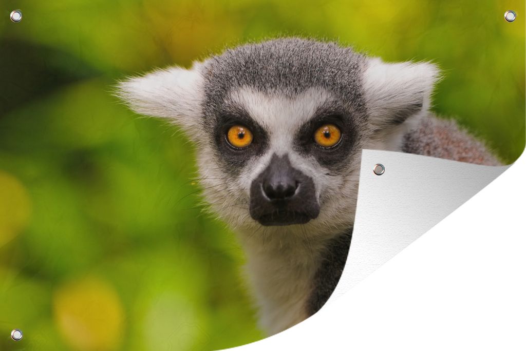 MuchoWow 120x80 cm Outdoor-Poster Gartendeko Sichtschutz Garten Poster für den Garten Affe - Ringschwanzlemur - Tier