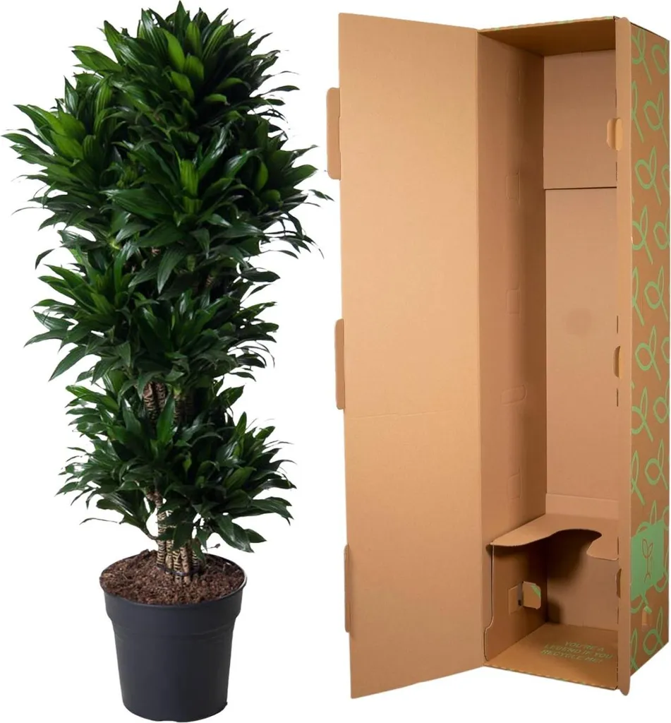 Dragonnier Dracaena Compacta 140 cm - 5 troncs robustes et feuillage dense - 3