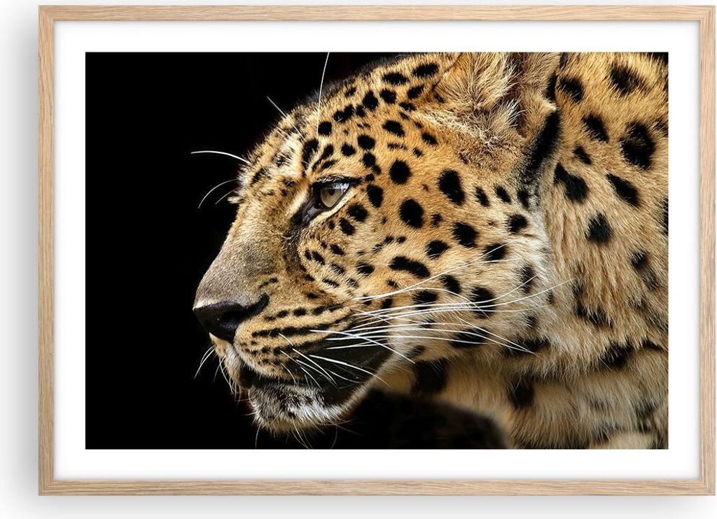 Gerahmtes Poster - Rahmen in heller Eiche - Tiere Leopard wilde Katze wilde Tiere - 70x50 cm - Wand Bild - Wanddeko - Wandbilder - Wandposter - Bil...