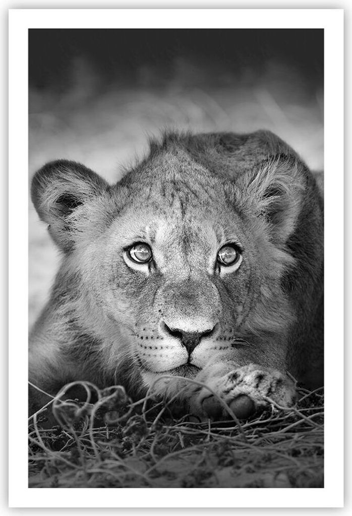 Poster - Poster ohne Rahmen - Löwe asiatisch Porträt - 61x91,5 cm - Wand Bild - Wanddeko - Wandbilder - Kunstposter - Wandposter - Bilder - Kunst...