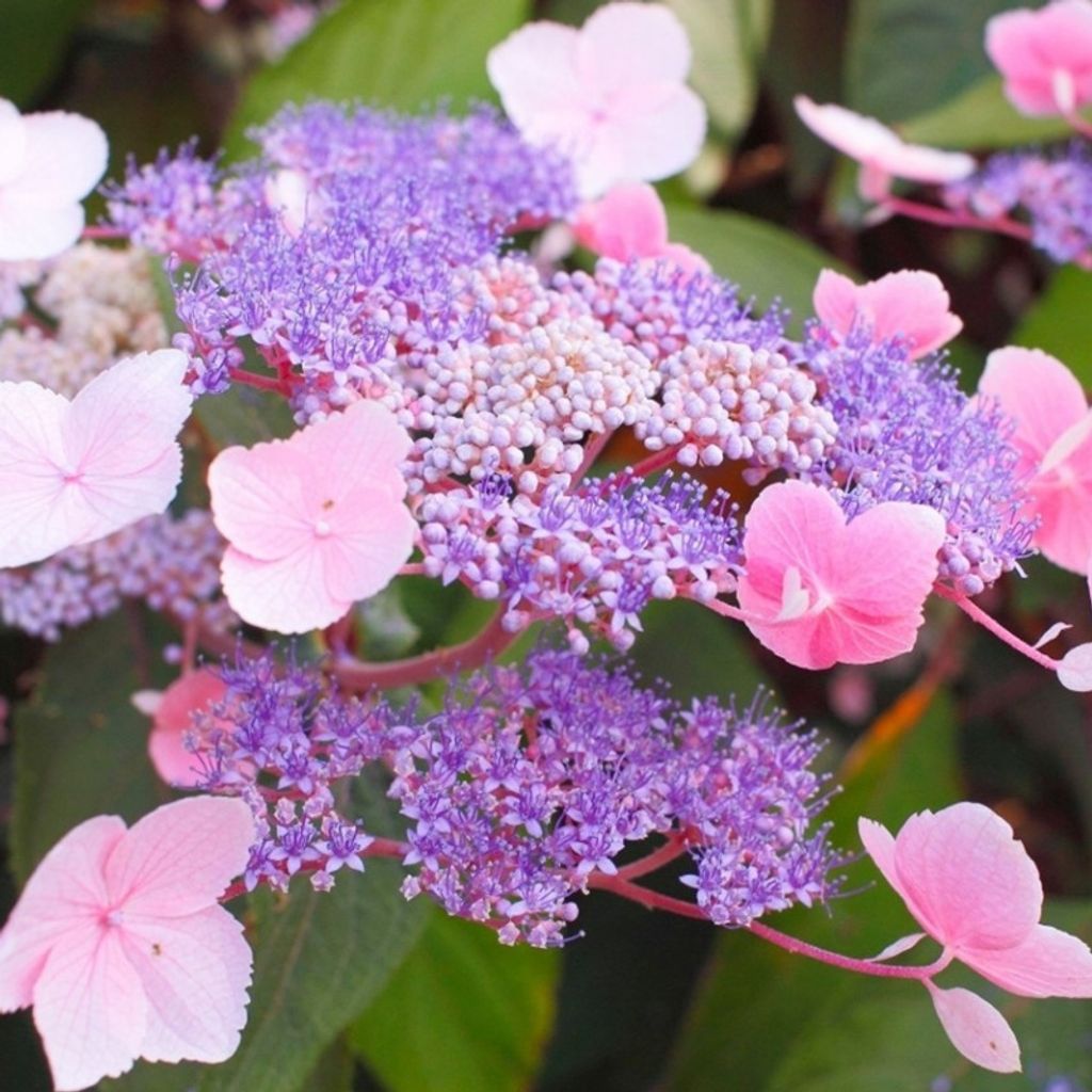 2 x  Samthortensie  - Hydrangea aspera 'Hot Chocolate'®  | Produktbild 