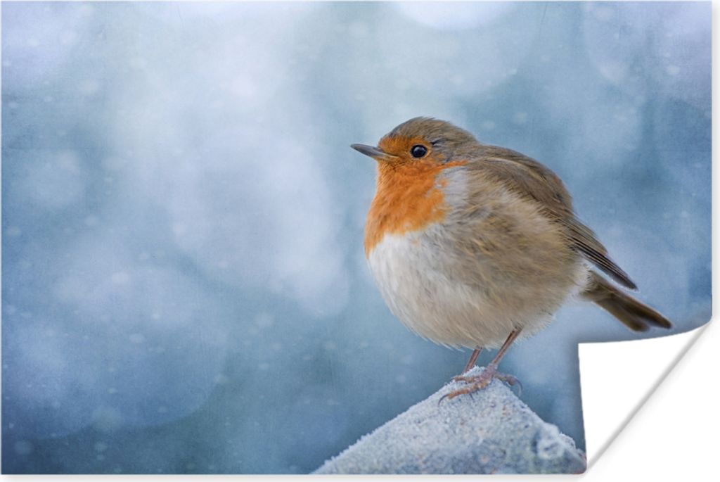 MuchoWow Poster Rotkehlchen - Winter - Blau 120x80 cm - Bilder