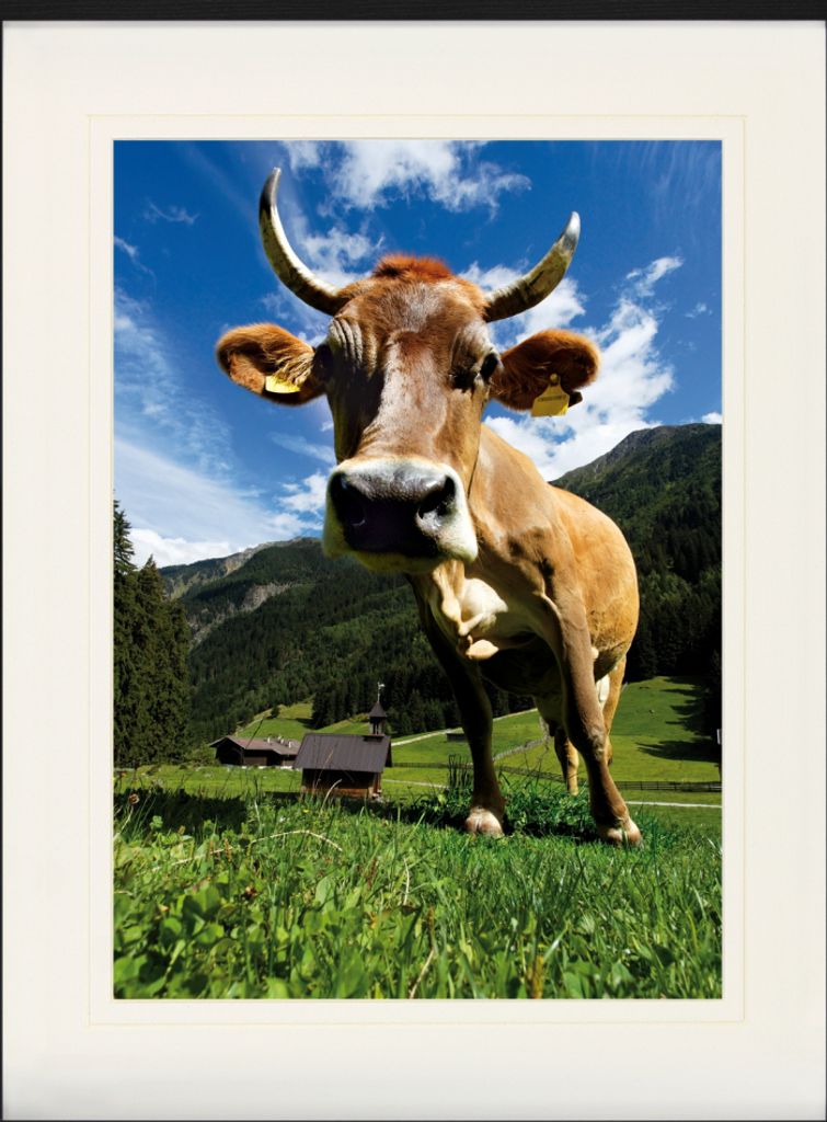 Kühe Gerahmtes Bild Mit Edlem Passepartout | Wand-Bilder | Im Bilderrahmen - Kuh Auf Der Alm (80 x 60 cm)