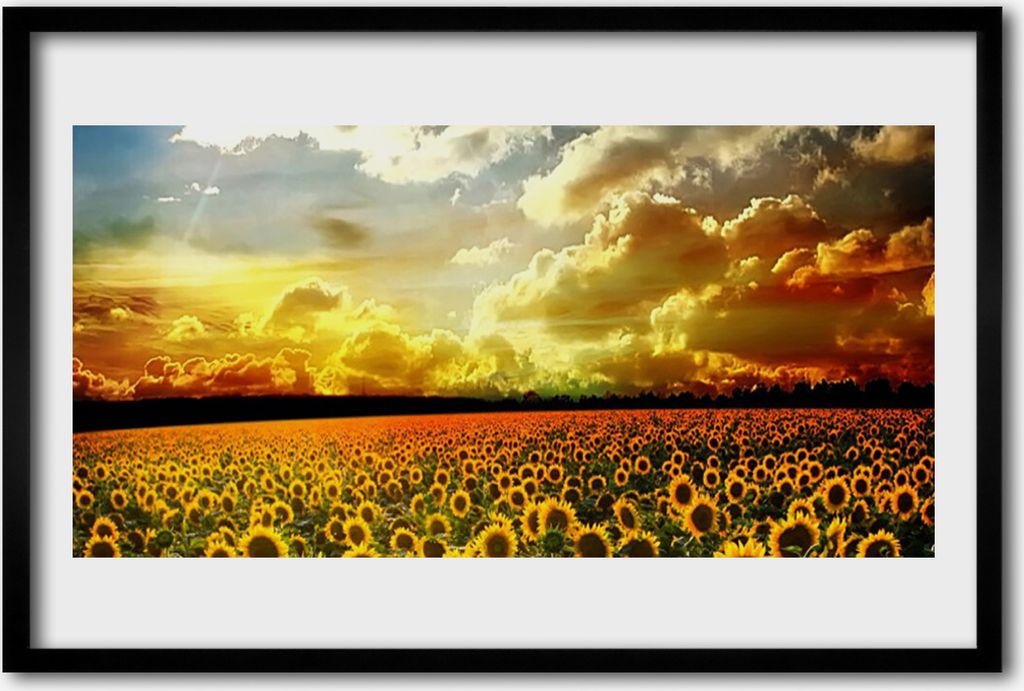 Bild 60x40 MDF-Rahmen Wandkunst Feld von Sonnenblumen Landschaft