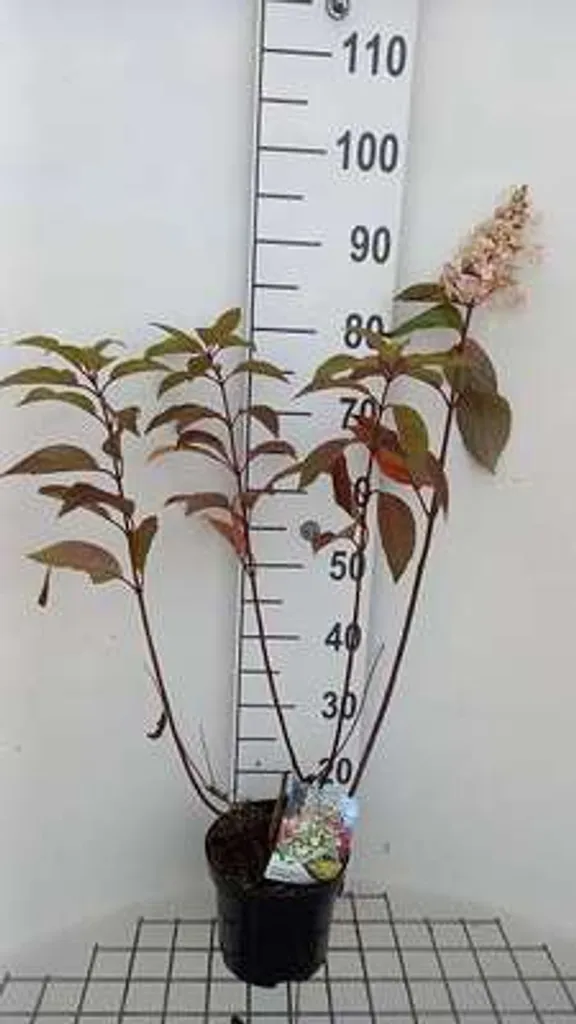 Hortensia paniculé robuste - Hydrangea Candlelight résistant 40-50 cm