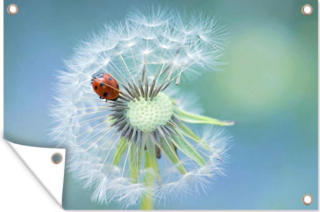 MuchoWow 90x60 cm Outdoor-Poster Gartendeko Sichtschutz Garten Poster für den Garten Marienkäfer sitzt auf einer Blasenblume