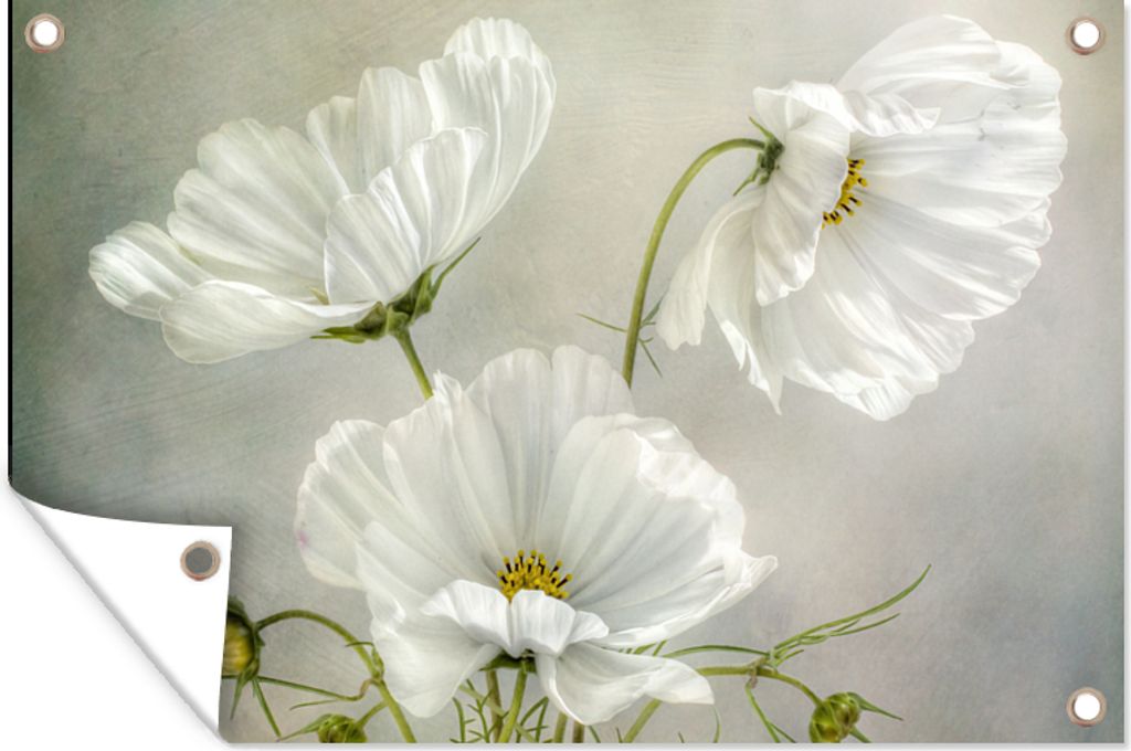 MuchoWow 120x80 cm Outdoor-Poster Gartendeko Sichtschutz Garten Poster für den Garten Blumen - Stillleben - Mohn - Weiß - Botanisch