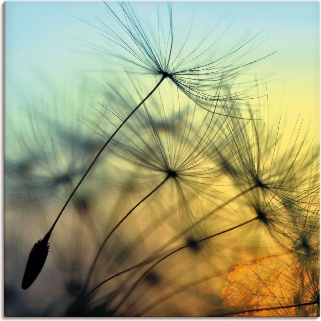 ARTland Leinwandbild Goldener Sonnenuntergang und Pusteblumen Größe: 50x50 cm