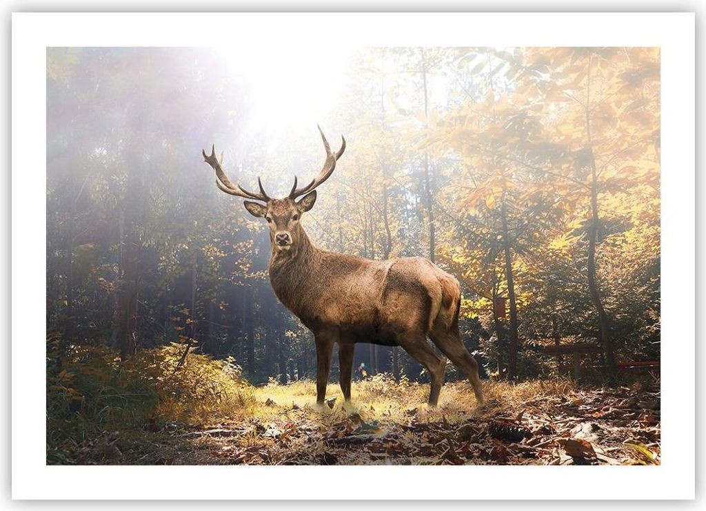 Poster - Poster ohne Rahmen - Licht Hirsch Wald - 70x50 cm - Wand Bild - Wanddeko - Wandbilder - Kunstposter - Wandposter - Bilder - Kunstdruck - W...