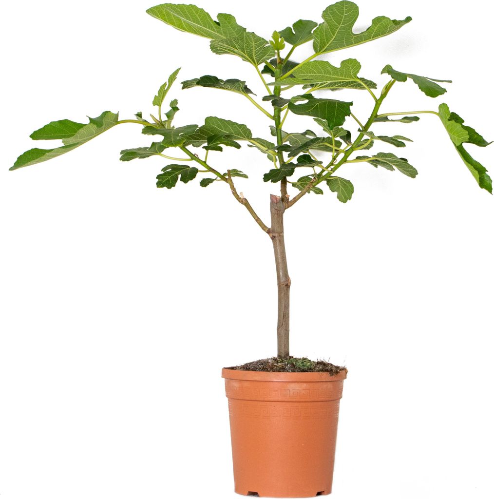 Bloomique - Ficus Carica Brown Turkey - Feigenbaum - Obstbäume - Gartenpflanzen - Winterhart - 60-80 cm Hoch - Topf 17 cm