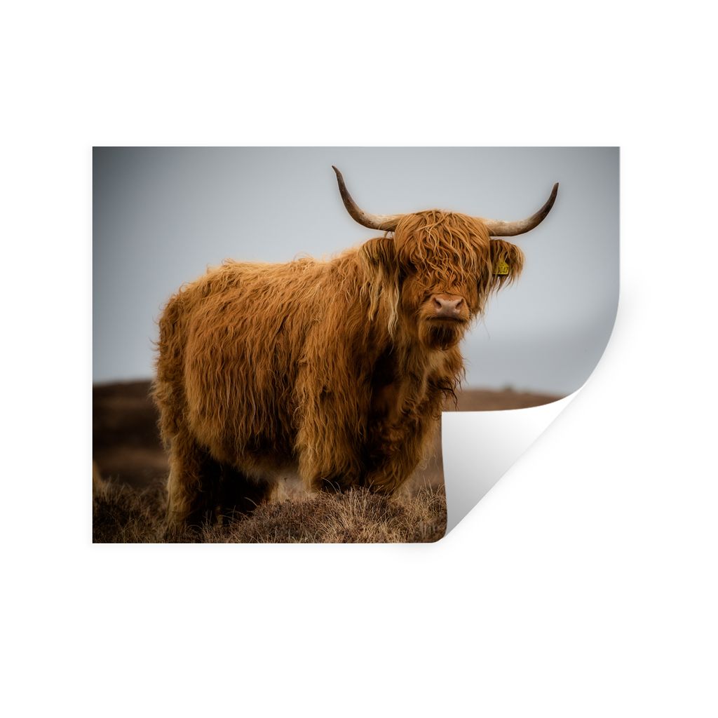 MuchoWow Wandtattoo Wandsticker Wandaufkleber Schottischer Highlander - Düne - Gras 160x120 cm Selbstklebend und Repositionierbar - Selbstkleben...