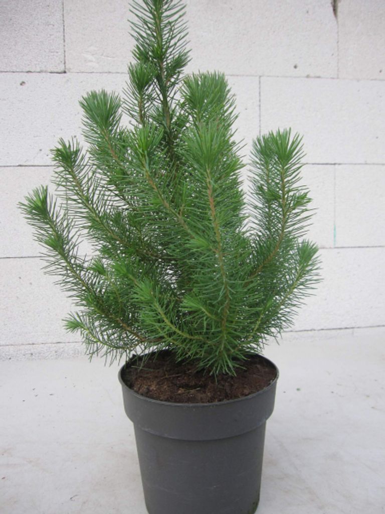 Kompakte Steinpinie Silver Crest - Pinus pinea - kleiner Weihnachtsbaum - 30-40cm