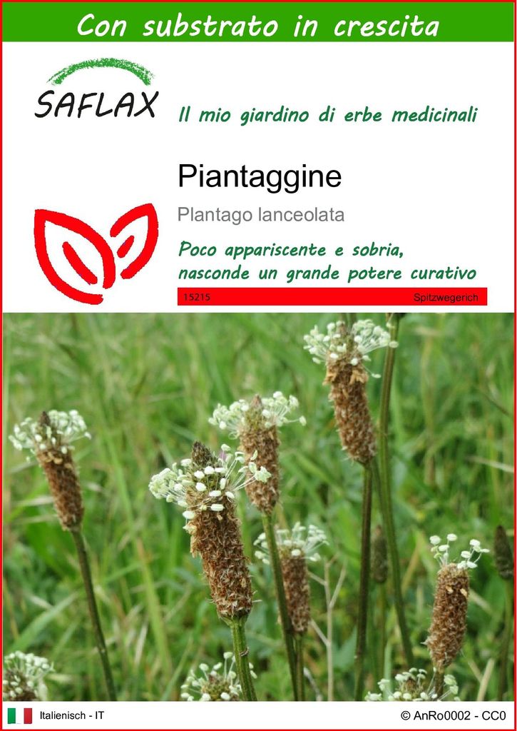 SAFLAX  - Piantaggine - 100 semi - Con substrato - Plantago Immagine del prodotto 