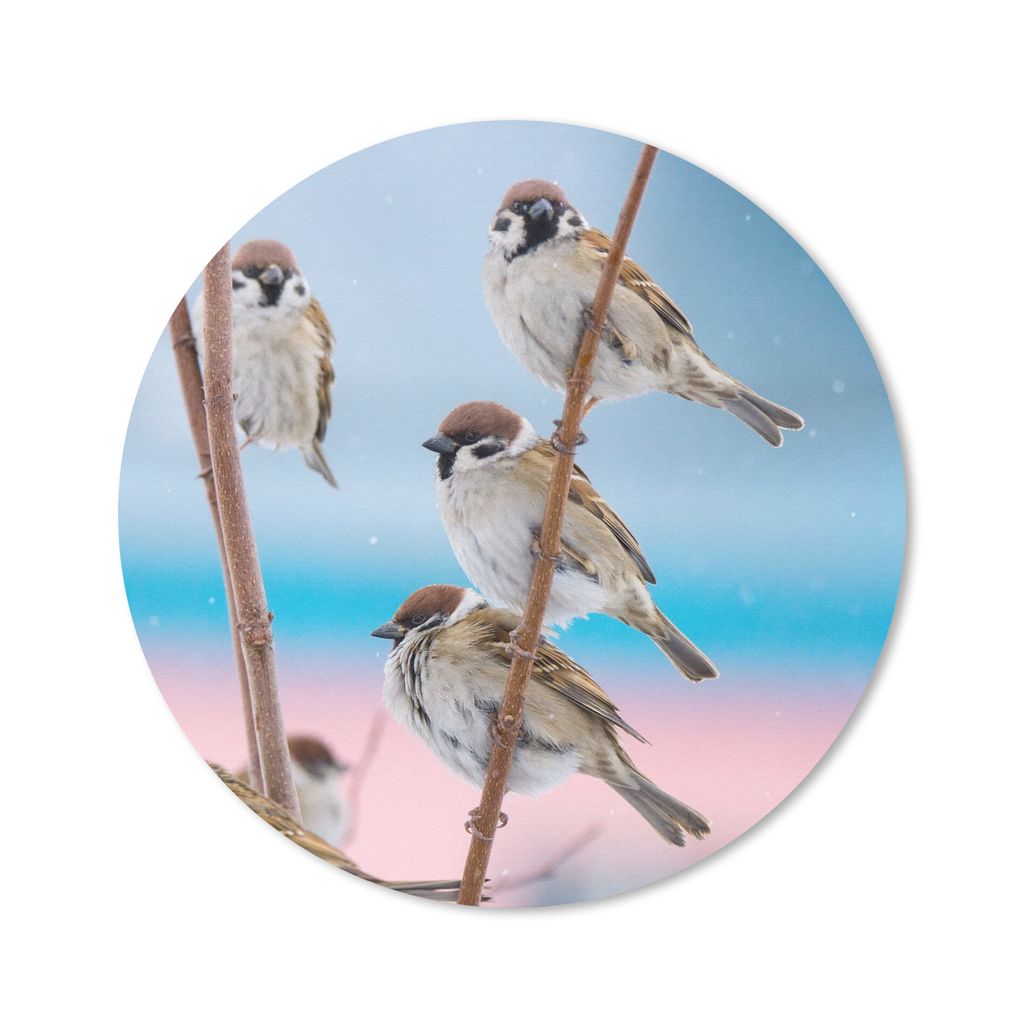 MuchoWow Mauspad Mousepad Vögel - Spatz - Tiere - Äste 50x50 cm - Mousepads - Maus Mat - Pad - Mausunterlage - Vinyl