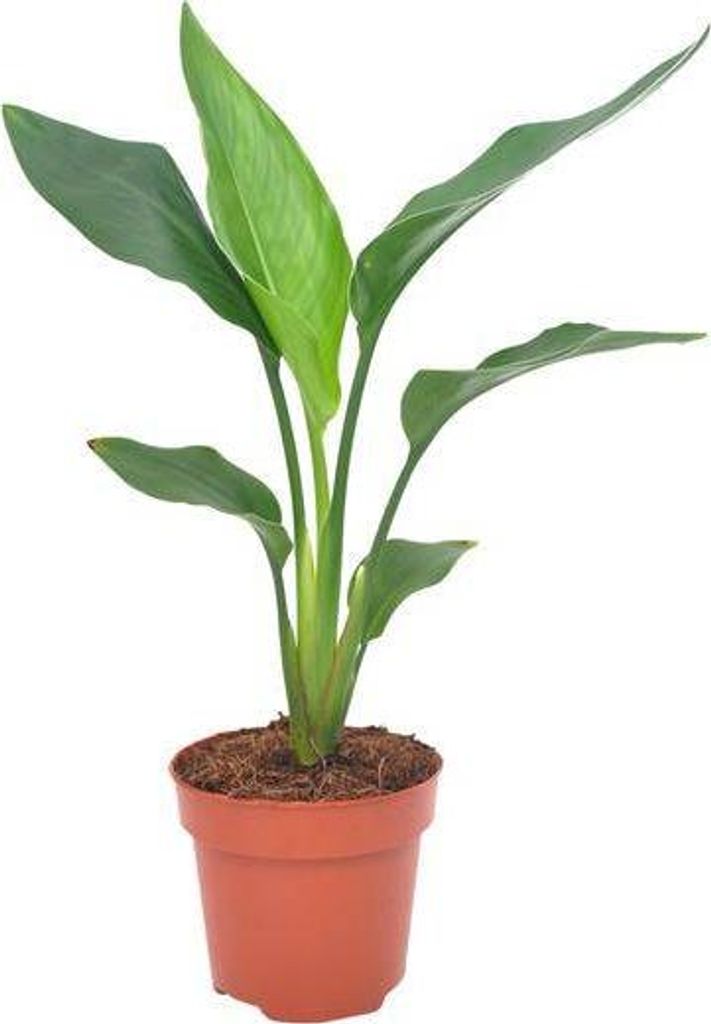 Paradiesvogelblume Strelitzia Reginae Ø12cm 40cm Exotische Zimmerpflanze