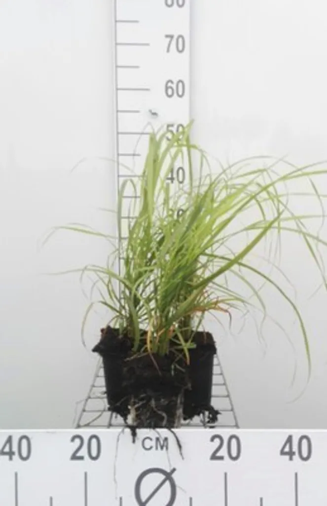 Graminée Herbe à Cheval Calamagrostis brachytricha - Lot de 6 Pots