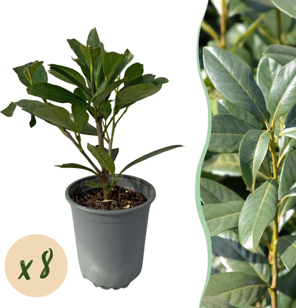 Kirschlorbeer Prunus laurocerasus Caucasica – Immergrün – 8 Pflanzen für 1m Hecke – Schnellwachsende & winterharte Heckenpflanze – Ø9cm ...