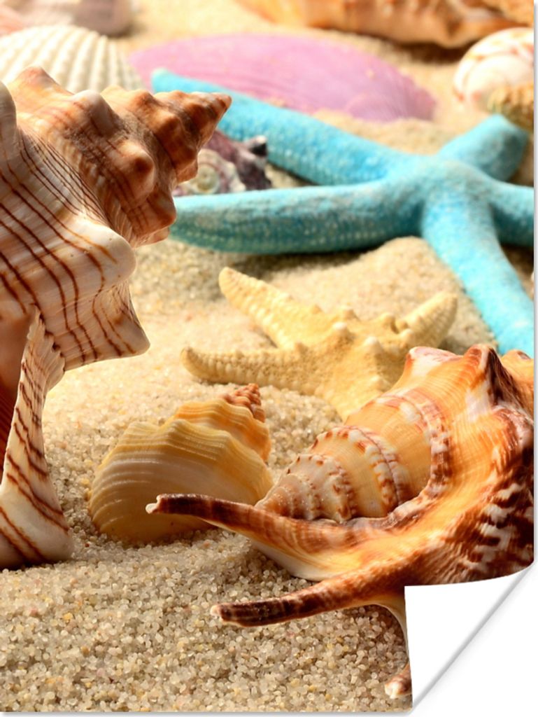 MuchoWow Poster Seesterne - Muscheln - Sand - Strand 120x160 cm - Wandbilder