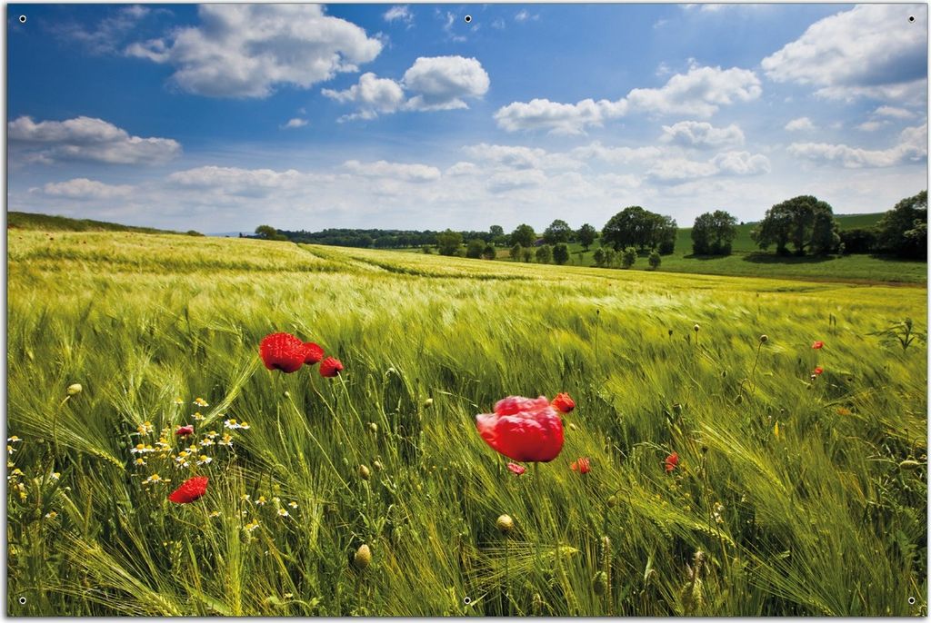 Wallario Outdoor-Poster für Garten oder Balkon, Motiv Mohnblumenwiese auf grüner Wiese unter blauem Himmel, in ca. 61 x 91,50 cm