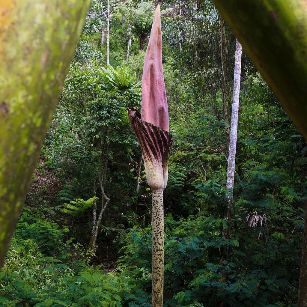 Amorofallo (Amorphophallus gigas)  - 1 seme germogliato Immagine del prodotto 